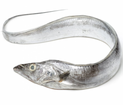 Ribbon Fish - ফিতা মাছ - তাড মাছ